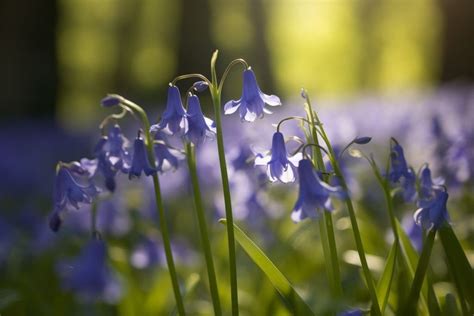 10 Flowers That Represent Trust: Blooms Of Belief .